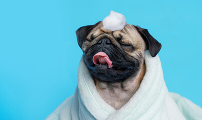 Funny wet puppy of the pug breed after bath wrapped in towel. Just washed cute dog in bathrobe with soap foam on his head on blue background. - obrazy, fototapety, plakaty