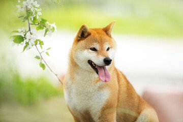 Beautiful red shiba inu dog posing against the background of branches of blooming apple tree