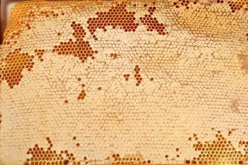 Bee honeycomb with honey, yellow honeycomb wax background. The concept of beekeeping 