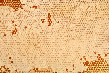 Bee honeycomb with honey, yellow honeycomb wax background. The concept of beekeeping 