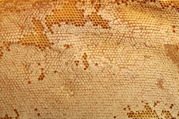 Bee honeycomb with honey, yellow honeycomb wax background. The concept of beekeeping 