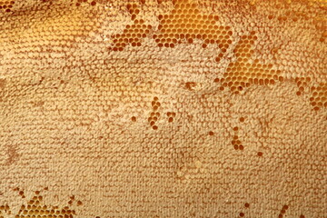 Bee honeycomb with honey, yellow honeycomb wax background. The concept of beekeeping 