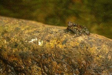 frog from the city of Ilhabela, State of São Paulo, Brazil