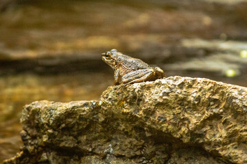 frog from the city of Ilhabela, State of São Paulo, Brazil