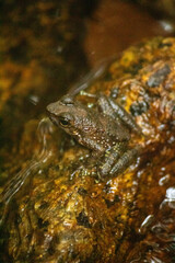 frog from the city of Ilhabela, State of São Paulo, Brazil