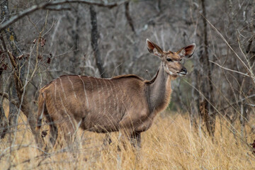 Female kudu walking through dry vegetation in the middle of a South African safari