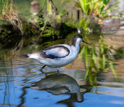 Avocet looking for food in a lake