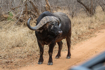 Buffalo walking through dry vegetation in the middle of a South African safari