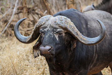 Buffalo walking through dry vegetation in the middle of a South African safari