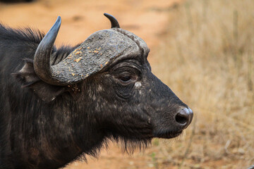 Buffalo walking through dry vegetation in the middle of a South African safari
