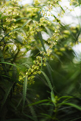 Branch of cannabis and marijuana. Ganja, hemp beautiful tree.