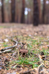 Beautiful edible mushroom in a pine forest