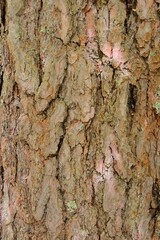 Pine bark background with texture, close-up