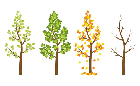 vector set of four seasons of a tree