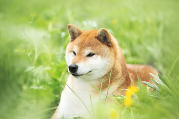 beautiful red shiba inu dog lying in the green grass in summer. Cute and adorable japanese red young female dog.