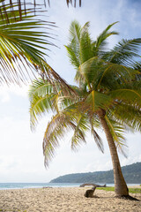 Pattern trees leaf frames palms to blue sky island.