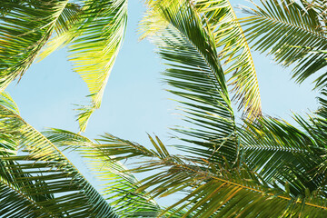 Pattern trees leaf frames palms to blue sky island.