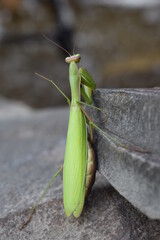 Close-up of praying mantis