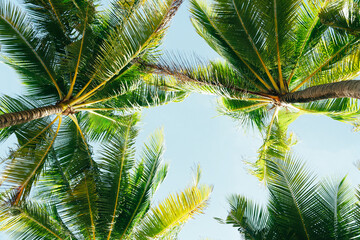 Pattern trees leaf frames palms to blue sky island.