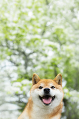 Funny red shiba inu dog posing against the background of branches of blooming apple tree