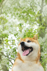Funny red shiba inu dog posing against the background of branches of blooming apple tree
