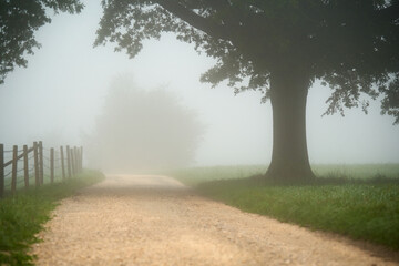 Oak tree in early foggy september morning. Path with pebbles leads past a pasture fence. Deep...