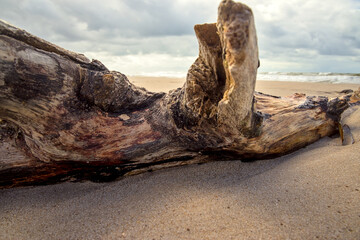 Dänemark - Strand Hvide Sande- Treibholz