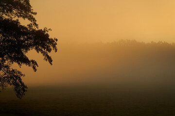 Silhouette of a tree at sunrise. Fog landscape in september.