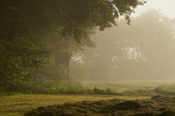 Hunters' hide (Ansitzeinrichtung) by the trees. Foggy landscape in the early morning in autumn.
