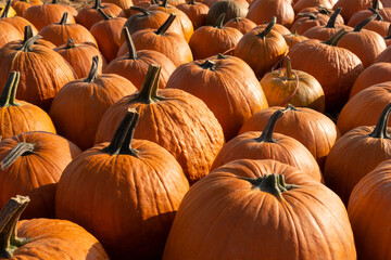 A lot of fresh pumpkins. Harvest time, early autumn, fall. Pumpkin farm. Natural background. 