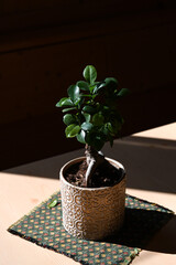 bonsai pianta decorazione casa 