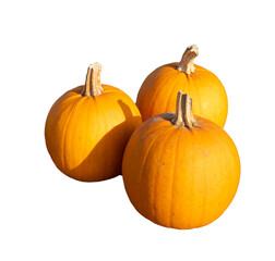 Three vibrant orange pumpkin isolated on white background