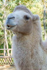 Obraz premium the head of a white bactrian camel, or bactrian, - the largest representative of the camel family