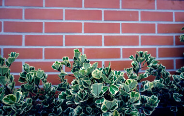 Brick wall with flowers. suitable as background