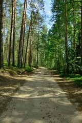 Fototapeta na wymiar Unpaved forest road on a bright sunny day