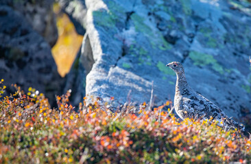 Mountain Ptarmigans chicken in the process of putting on its winter suit