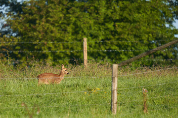 1 Young red deer fawn stands on a green pasture in the early morning and is illuminated by the sun. Wildlife in germany.
