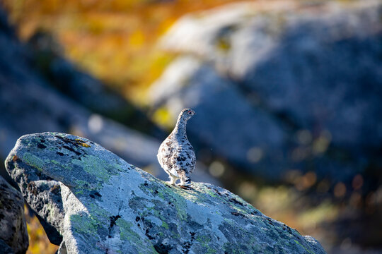 Mountain Ptarmigans chicken in the process of putting on its winter suit