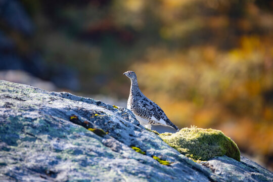 Mountain Ptarmigans chicken in the process of putting on its winter suit,Helgeland,Northern Norway,scandinavia,Europe