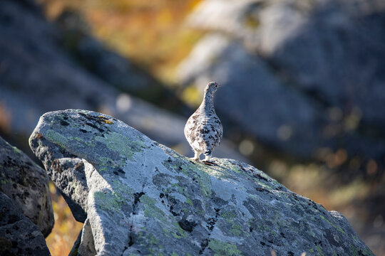 Mountain Ptarmigans chicken in the process of putting on its winter suit,Helgeland,Northern Norway,scandinavia,Europe