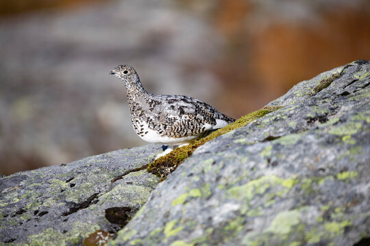 Mountain Ptarmigans chicken in the process of putting on its winter suit,Helgeland,Northern Norway,scandinavia,Europe