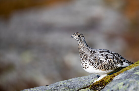 Mountain Ptarmigans chicken in the process of putting on its winter suit,Helgeland,Northern Norway,scandinavia,Europe