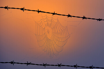 1 Spider web in foggy sunrise between barbed wire fence in autumn.