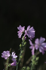 meadow geranium