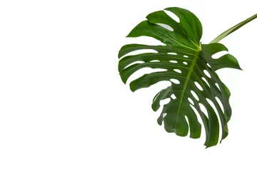 Fototapete Monstera Grüne Pflanze Monstera auf weißem Hintergrund.