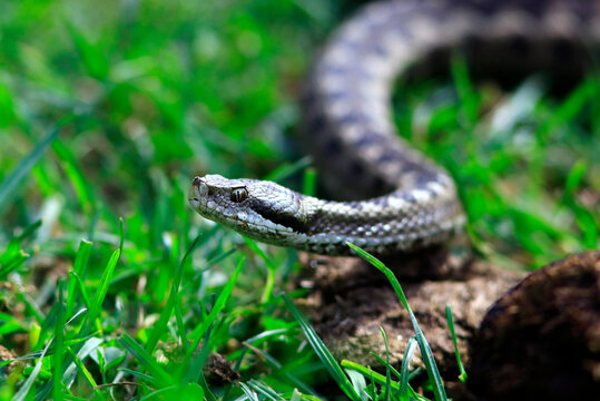 Une Vip&egrave;re Aspic