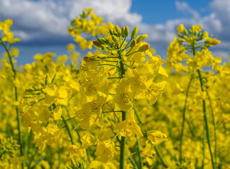Obraz premium Meadow with yellow rapeseed flowers, rapeseed in bloom, some rapeseed blossoms in close-up, sunshine, spring, blue sky with a few cloudsOLYMPUS DIGITAL CAMERA