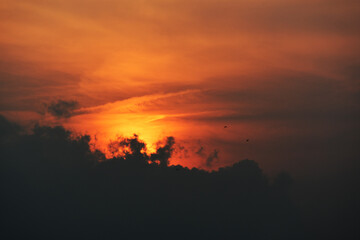 sunset in the forest