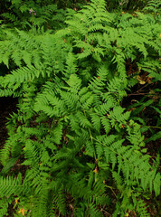 Summer walk among the forest, sea and buildings.