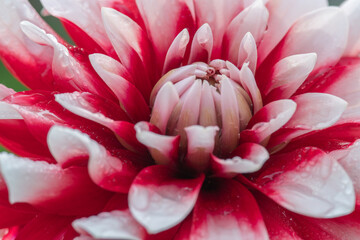 Red and white dahlia close up photo made in the Netherlands